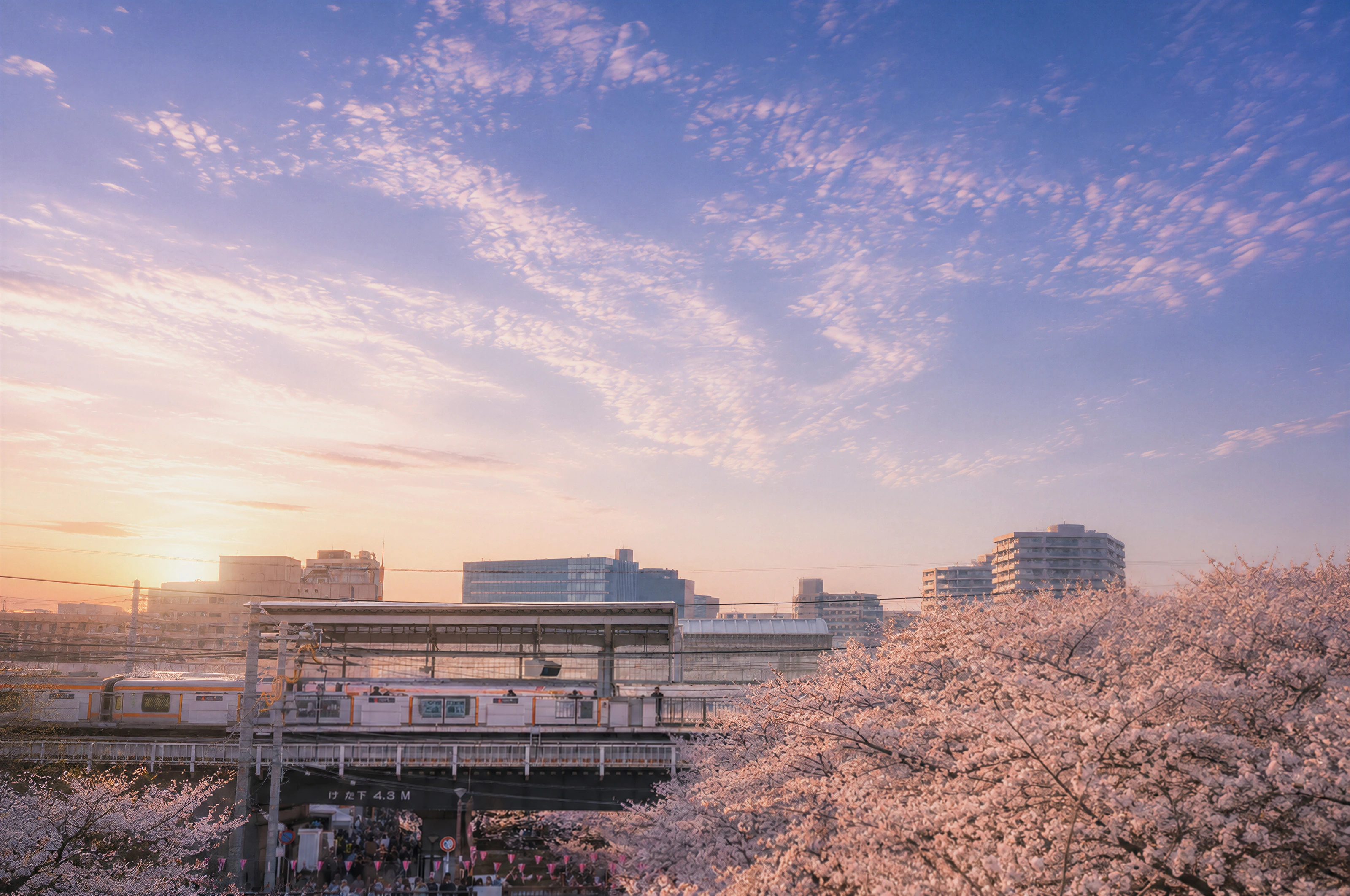 桜並木と中目黒駅を走る電車